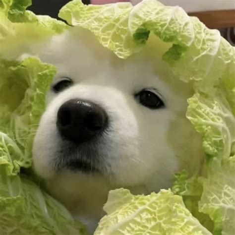 非主流图片动物头像