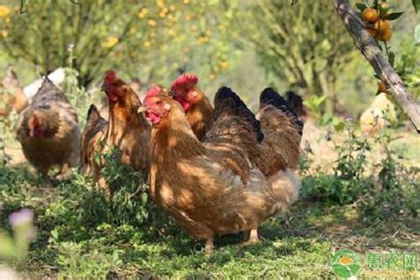 鸡的地方品种—桃源鸡 - 惠农网