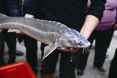 贵州鲟鱼：贵水往来人 但闻鲟鱼美
