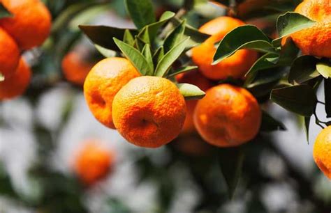 盆栽桔子树怎么养?橘子树的种植技术-种植技术-中国花木网