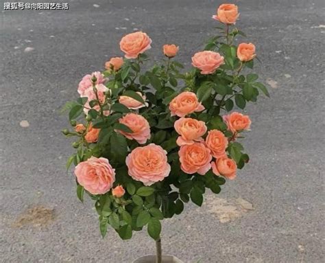 为什么用蔷薇嫁接月季？提高生长速度，增加抗病性，促进开花_伤口_时间_植物