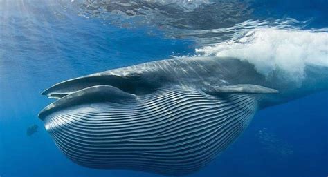 科普动物 蓝鲸--响水日报