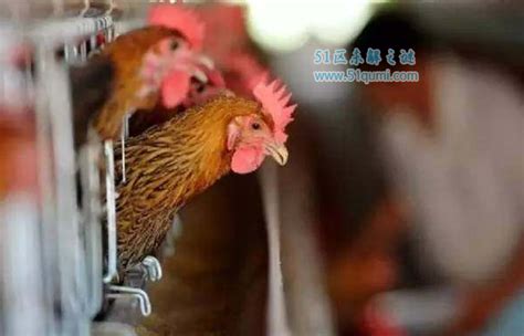 全国h7n9禽流感最新消息：如何有效防控H7N9禽流感?-51区未解之谜网