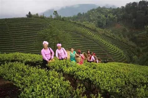 第六届高黎贡山茶文化节开启，参与抖音挑战赛探神秘高黎贡山|抖音|高黎贡山|茶博园_新浪新闻