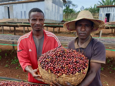 Ethiopia Guji 4 Natural Damedabaye Grainpro - Royal Coffee