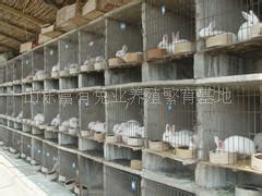 山东聊城种兔出售总场聊城獭兔养殖场聊城獭兔市场价格_中科商务网