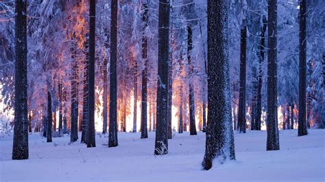 雪域 挪威 云杉 森林 日落 4k风景壁纸 3840x2160_图片编号320830-壁纸网