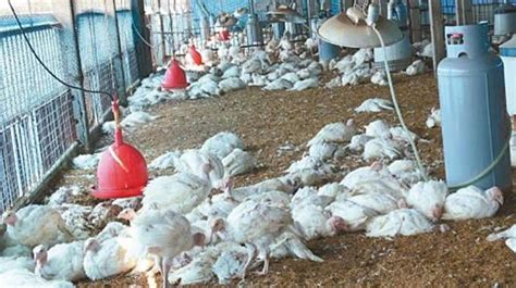 鸡禽流感怎么治-鸡禽流感症状及防治-怎样判断鸡得了禽流感 - 畜小牧养殖网