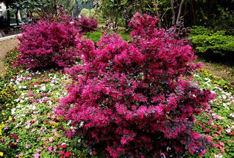 红花檵木,花开如火,春色满园|红花檵木|檵木|花开_新浪新闻