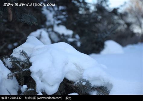 松树上厚厚的积雪高清图片下载_红动中国