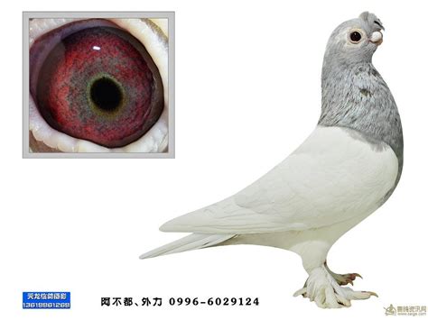 观赏鸽--中国信鸽信息网相册