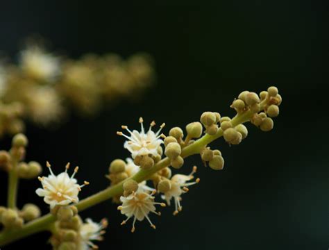 龙眼花图片