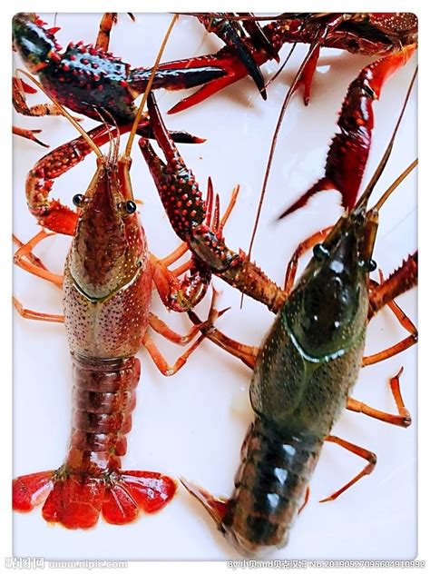 新鲜的小龙虾素材高清图片下载-正版图片500471129-摄图网
