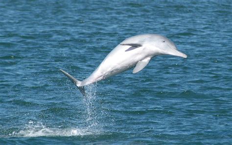 关于中华白海豚你了解多少？全球最大栖息地就在珠江口_读特新闻客户端