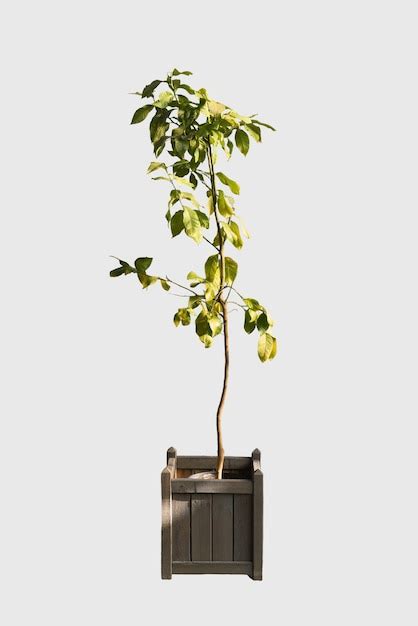 Premium Photo | Cut out plant in a pot home decoration isolated