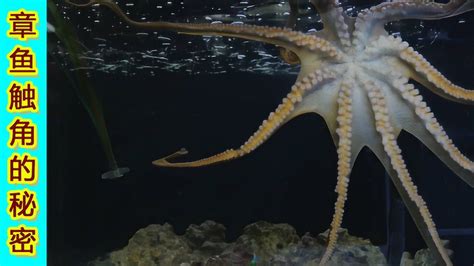 巨型章鱼捕食鲨鱼，镜头记录下全过程，让人大开眼界！_腾讯视频