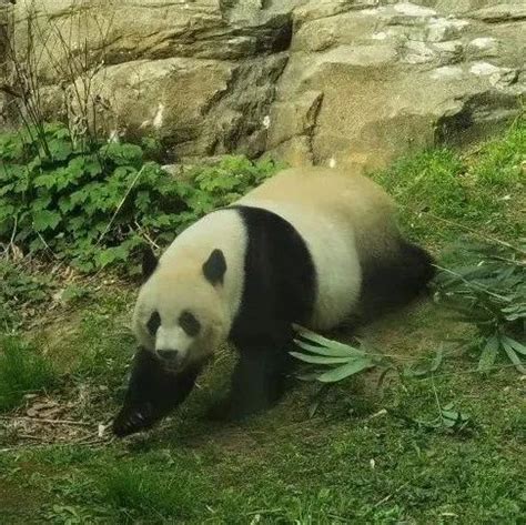 旅美大熊猫“乐乐”去世_荔枝网新闻