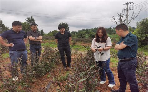 茶学院教工党支部赴普安县开展茶产业技术服务