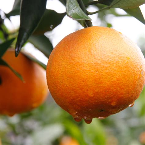 青橘子是热性还是凉性的 - 业百科