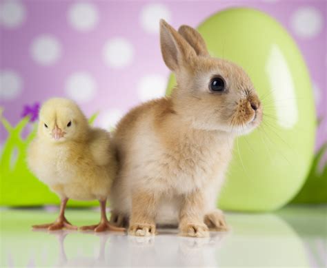 兔子和小鸡摄影图片设计模板素材