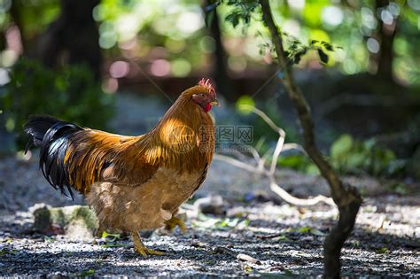 自由黑红灰白棕色等颜的公鸡种类繁多乡村的动物高清图片下载-正版图片307855540-摄图网