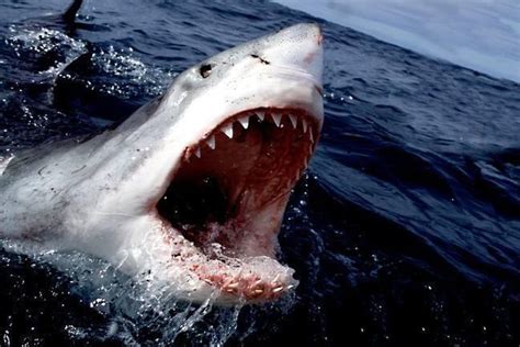 记录凶猛的鲨鱼精彩瞬间 一起保护这么漂亮的动物 - 雪炭网