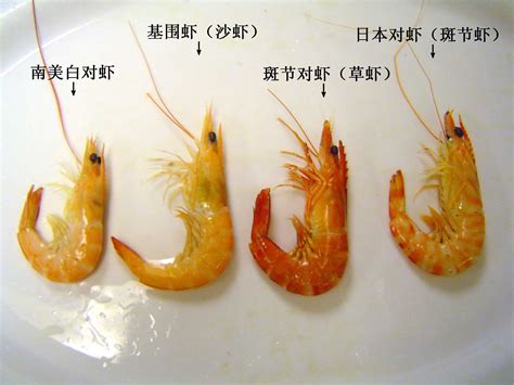 你知道吗，基围虾和海虾是有区别的_养殖
