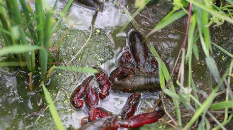 澳洲淡水小龙虾蓝龙虾介绍简介（四）#澳洲淡水小龙虾水中溶氧量 - 知乎