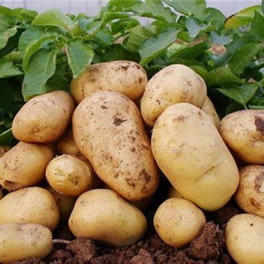 土豆批发价格_农产品_蔬菜_薯芋类_土豆_金农网报价中心