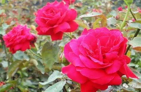 鲜花养护丨夏季养玫瑰如何避免灰霉 - 知乎