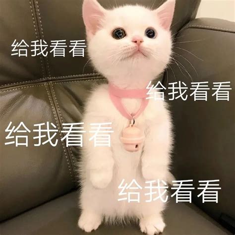在北京买猫哪里比较靠谱？ - 知乎