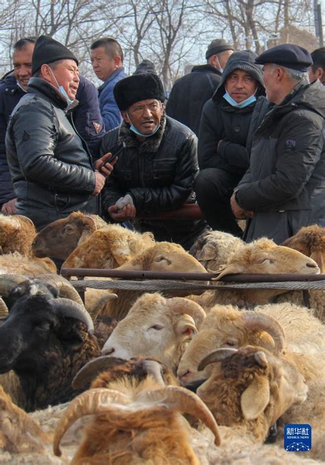 内蒙古日报数字报-“减羊增牛”唱响草原新牧歌