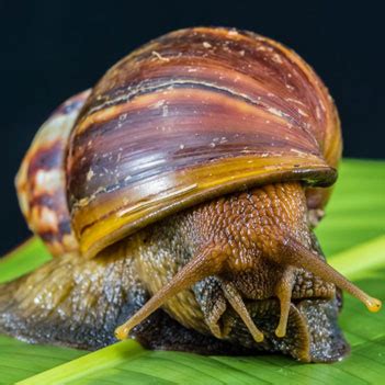 雨后出现的大蜗牛为什么不能碰 非洲大蜗牛有什么危害 _八宝网