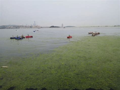 黄海浒苔爆发15年，青岛成为重灾区，水质变肥才是“病根”？_近海