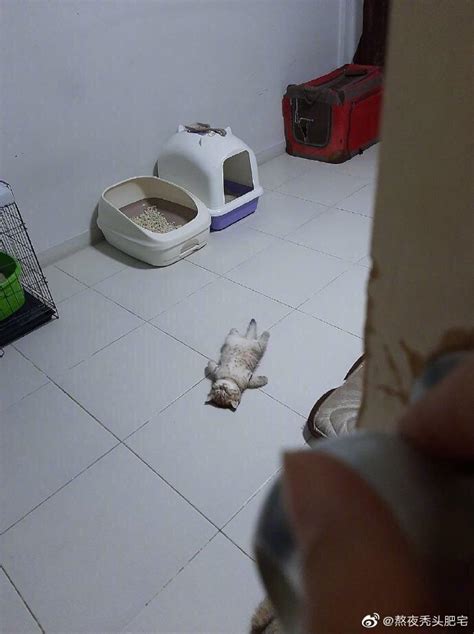 猫猫门穿过高清摄影大图-千库网