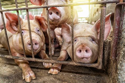 养猪常见的四大风险 解决了您就能够赚钱_养猪信息_中国保健养猪网