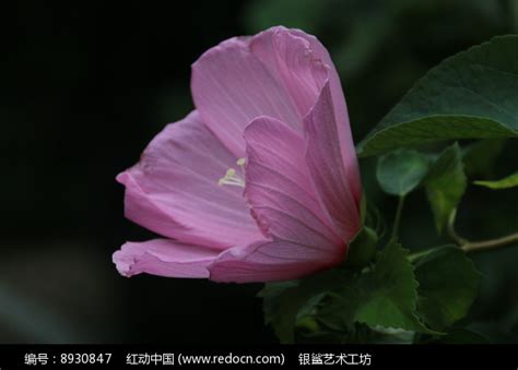 含苞未放的木槿花高清图片下载_红动中国