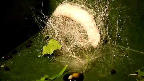 咕力动画：咕力的蚕宝宝，学习蚕的生长过程