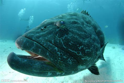 石斑鱼的种类-农百科