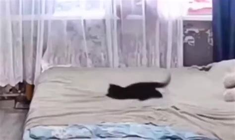 小猫咪把刚铺好的床单弄乱了，猫妈妈跑过去教训它……|猫_新浪新闻