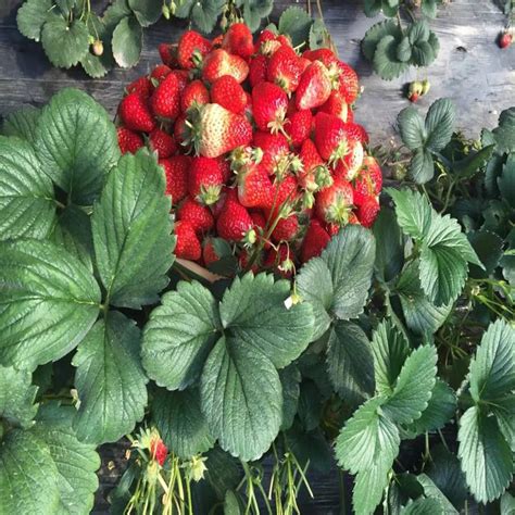 五原县草莓良种甜宝草莓苗天香草莓苗草莓苗厂商_阿里伯乐
