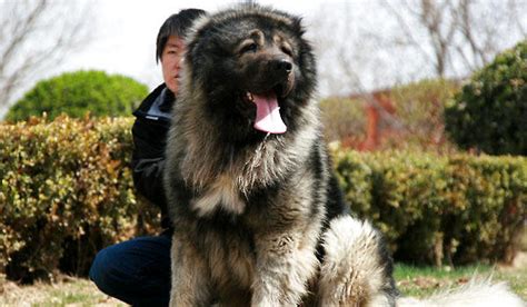 高加索犬肩高,高加索犬,大高加索犬(第2页)_大山谷图库