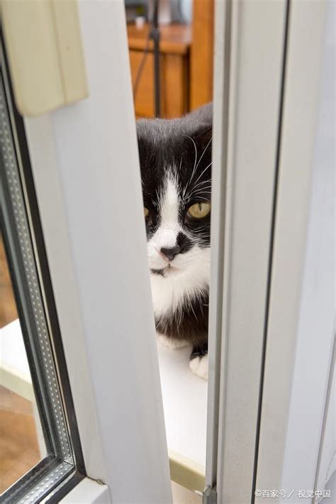 猫正穿过猫洞门