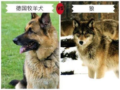 哪些狗长得最像狼？9种长得最像狼的狗狗！你敢不敢养？