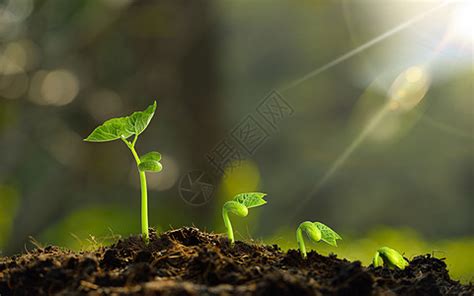 绿豆苗的种植方法-农百科