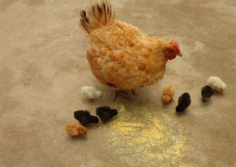 街上买的小鸡怎么养 —【发财农业网】