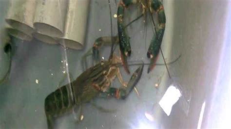 淡水小龙虾养殖，能活多久？-中国鳗鱼网