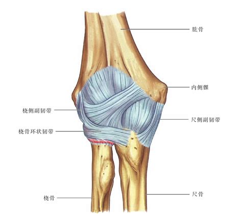2.运动解剖——肘关节 - 极典美育