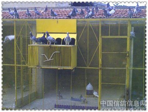 鸽子也需要人的帮助（拔苗助长）-中国信鸽信息网相册