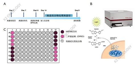 CD161抗体药物筛选模型_南京科佰生物科技有限公司